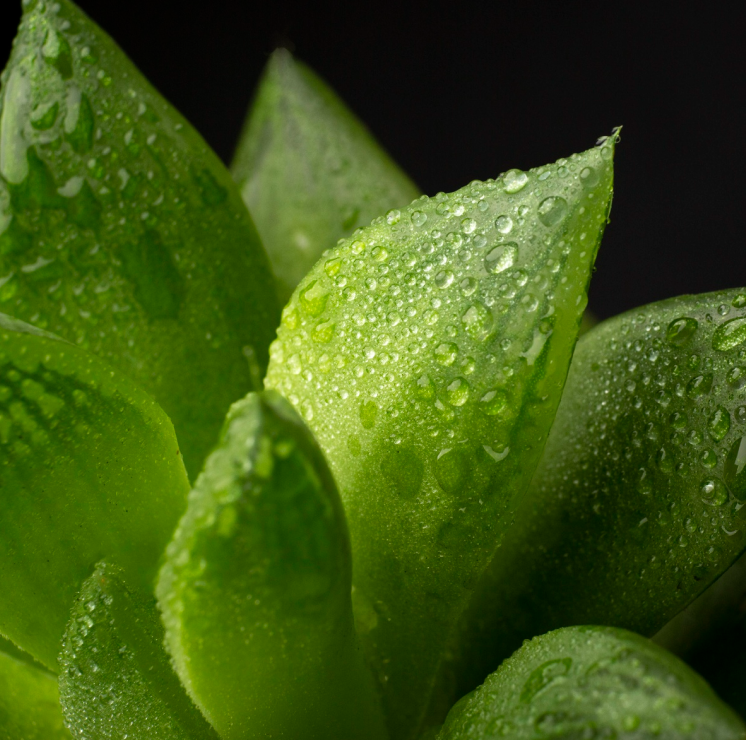 Aloe-Infused